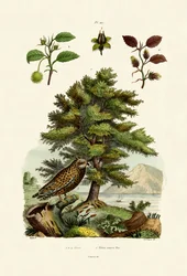 Rotbuche